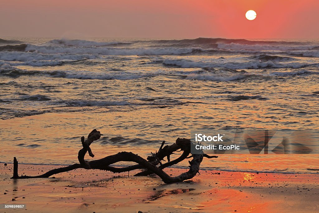 Seascape at sunrise Seascape at sunrise with driftwood and warm colors from the early morning sun Abstract Stock Photo