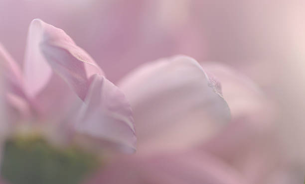 istock blur the background flowers 509859884