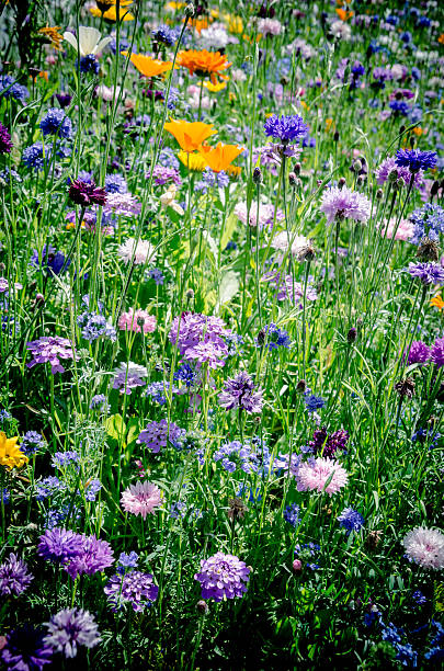 istock Beautiful Flowers 509859922