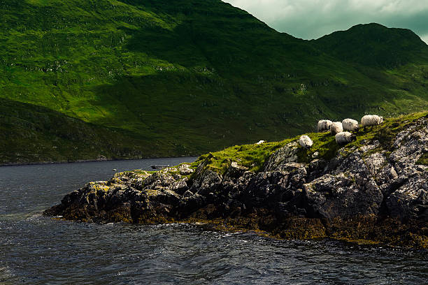 nature paysage avec des moutons et de pierres-irlande - kinvara photos et images de collection