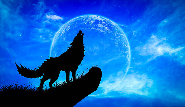 istock Wolves howl Full Moon 509860097