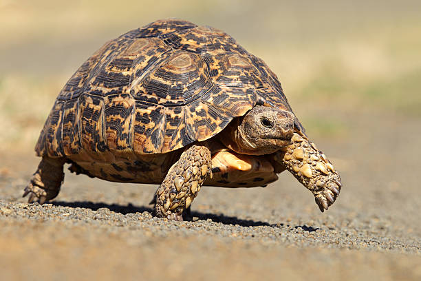 Leopard tortoise stock photo