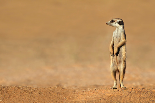 Close-up of a meerkats family. Mom carefully looks after her young.