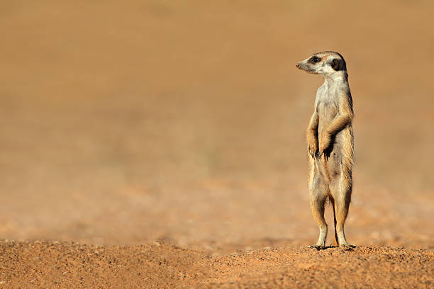 Meerkat on guard Alert meerkat (Suricata suricatta) standing on guard, Kalahari desert, South Africa kgalagadi transfrontier park stock pictures, royalty-free photos & images