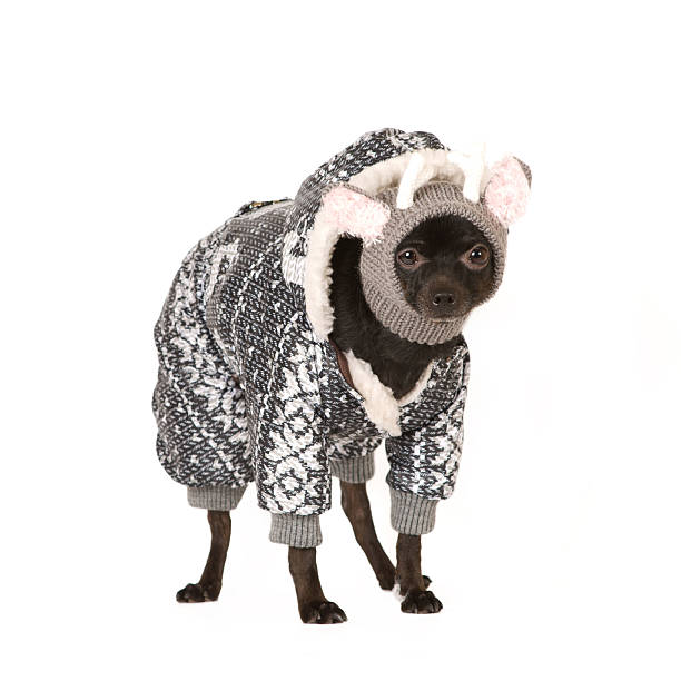istock Cute dog portrait 509861184