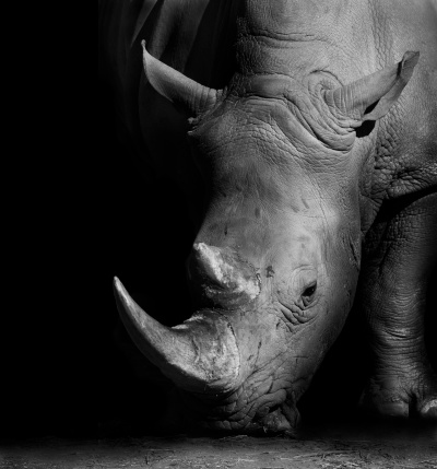 Wild African White Rhino in Monochrome