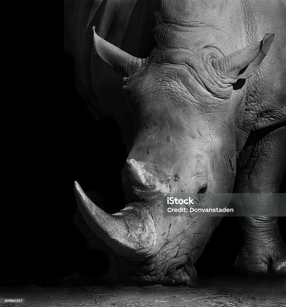 Rhino in Black and White Wild African White Rhino in Monochrome Rhinoceros Stock Photo