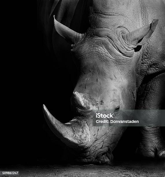 Rhino In Black And White Stock Photo - Download Image Now - Rhinoceros, Black Background, Monochrome