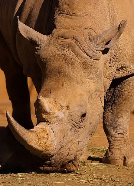 close up of a wild African white rhino