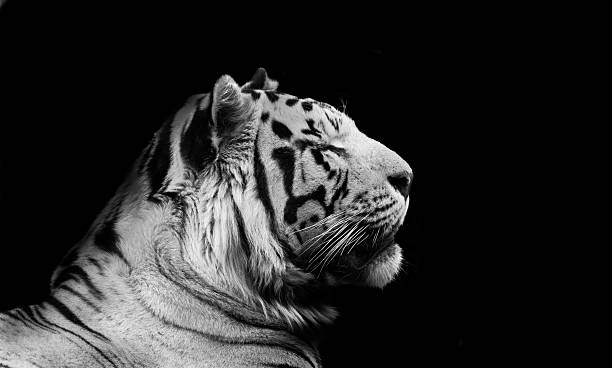 istock Tiger in Black and White 509861503