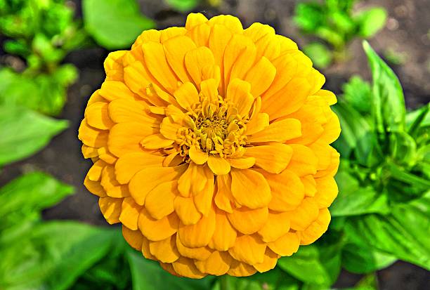 istock yellow zinnia elegans flower on natural blurry background 509862065