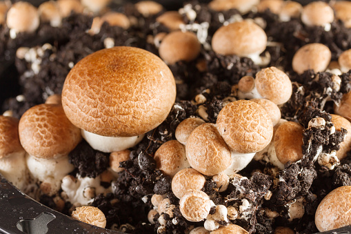 Close up of beautiful mushrooms