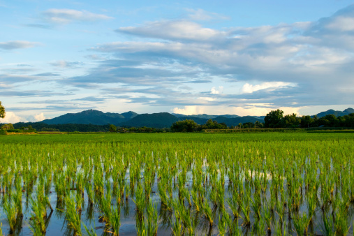 View of rice fields and clouds