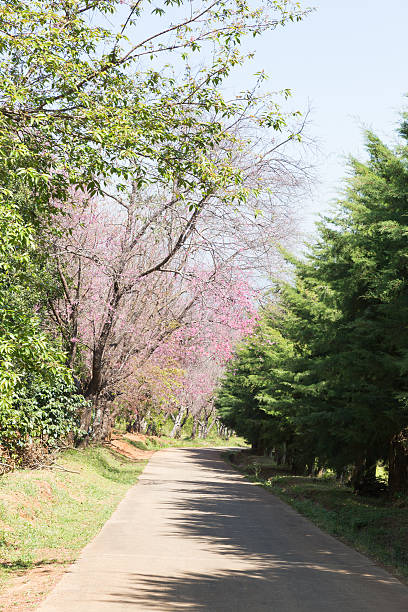 istock flower of wild himalayan cherry tree 509863016
