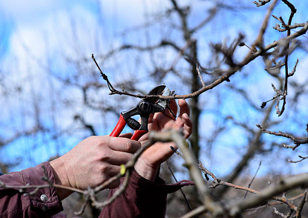 landwirt stutzen apfelbaum in obstgarten - pear tree stock-fotos und bilder