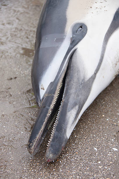 istock Dead Dolphin on the Beach Close up 509863105