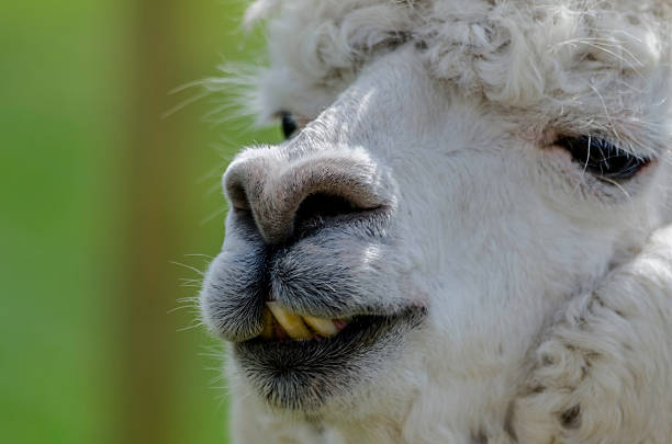 istock Alpaca close up head shot, colour image 509863181
