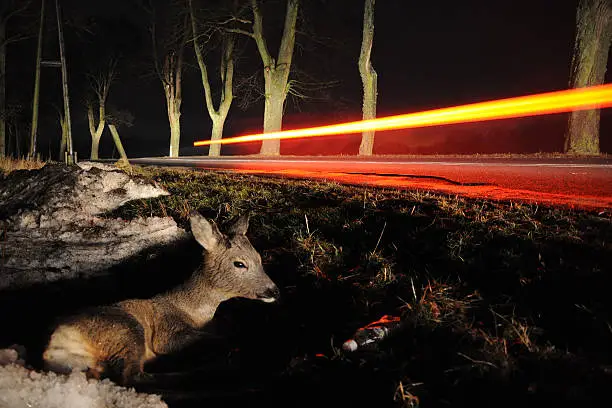 roe-deer runned over by a car