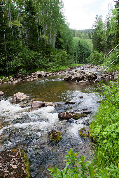 istock Falls in wood, the mountain river 509863663
