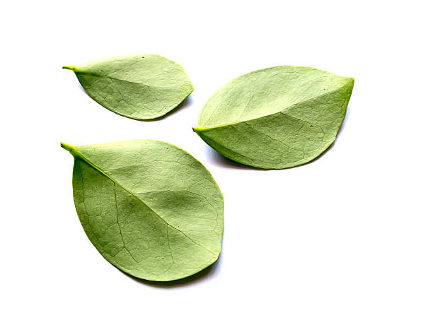 istock green leaves isolated on white 509863824