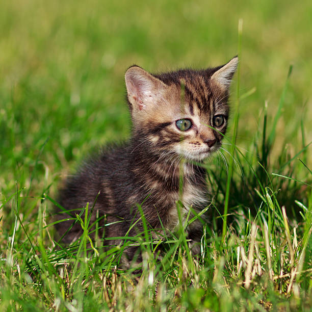istock striped cat sits in the grass 509863830