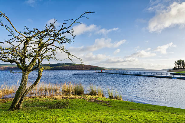 Bare tree beside Keilder Water Reservoir