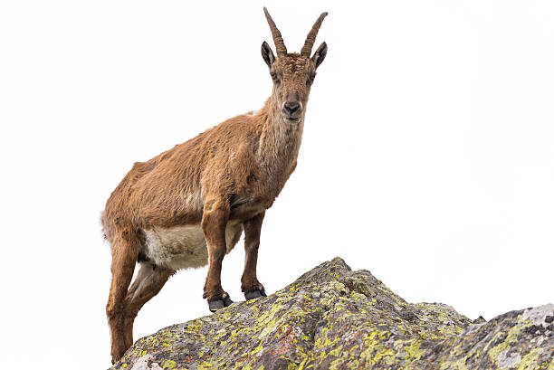 istock Ibex perched on rock isolated on white background 509864278