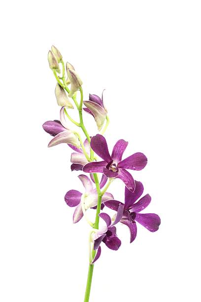 istock Purple orchid plants 509864451