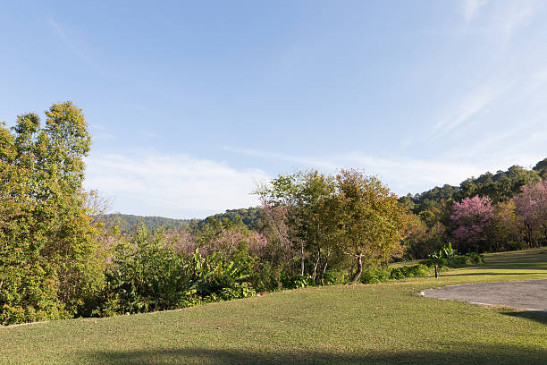 istock lawn yard in the park 509864592