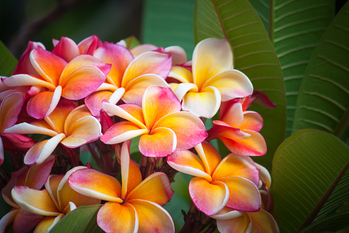Plumeria tree with high tolerance. Beautiful colorful flowers
