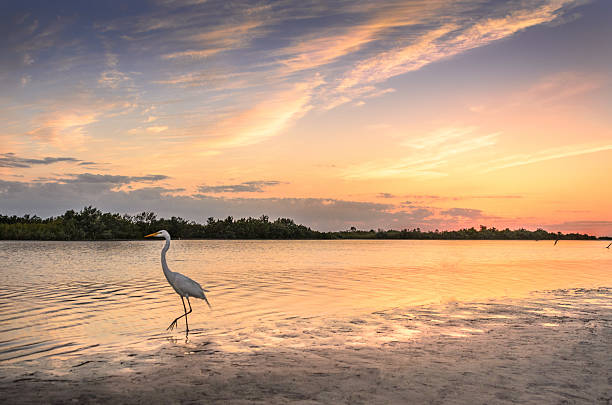 White Egret in Sunset Sunset at Tigertail beach, Marco Island, Florida marsh photos stock pictures, royalty-free photos & images