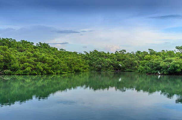 Mangrove of Ten Thousand Islands in Everglades National Park, Florida stock photo