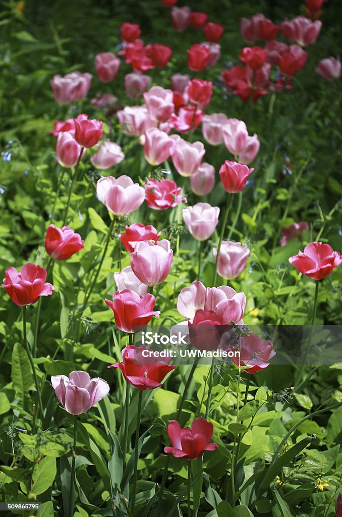 Bright tulips Tulips in a spring garden, shallow depth of field April Stock Photo