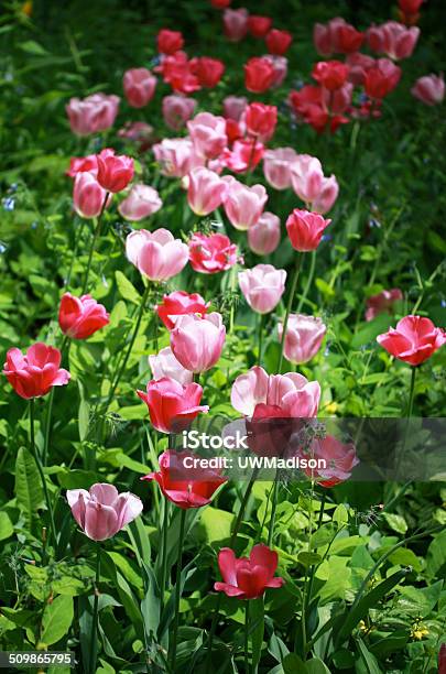 Bright Tulips Stock Photo - Download Image Now - April, Beauty In Nature, Blossom