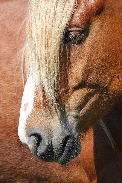 istock Palomino horse head close up 509865989