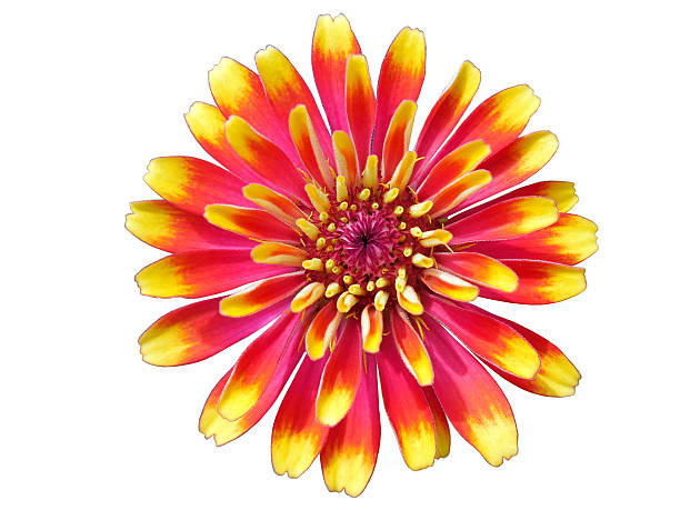 istock Close-up a red flower on the white background 509866085