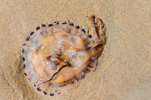 méduse sur une plage de sable - inhuman photos et images de collection