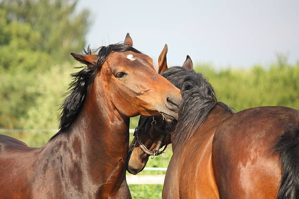 istock Two brown horses nuzzling each other 509866305