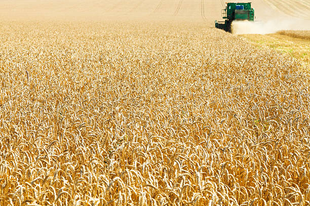 istock gathering in field of ripe wheat 509866691