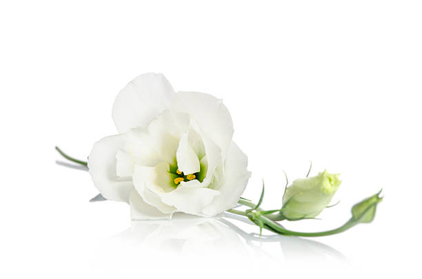 istock Beautiful white eustoma flowers isolated on white background 509866772