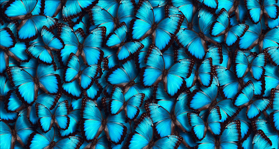 Large group of blue morpho butterflies (Morpho peleides) as a background.