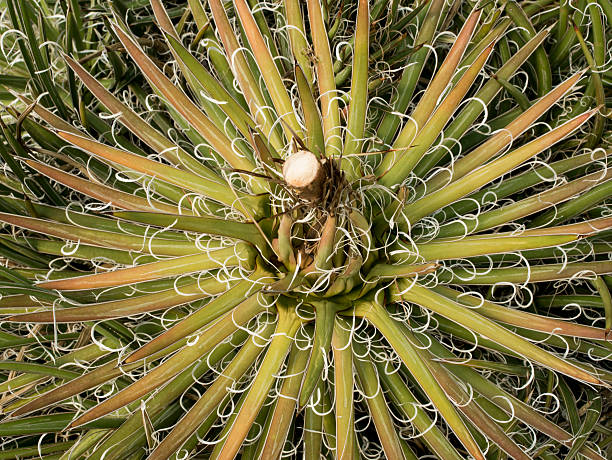 istock top view of cactus 509867238