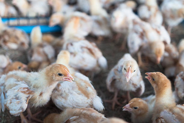 istock Group of chicks crowded in farm 509867732