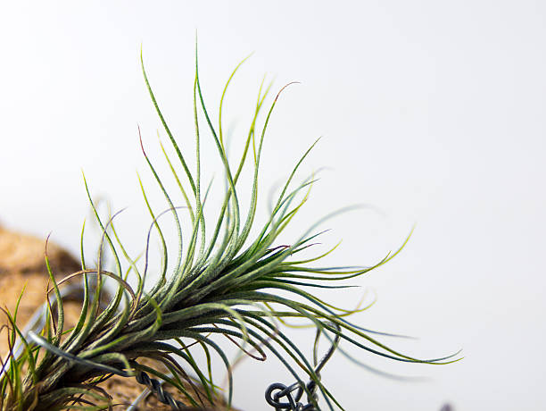 istock airplant on the branch 509867822