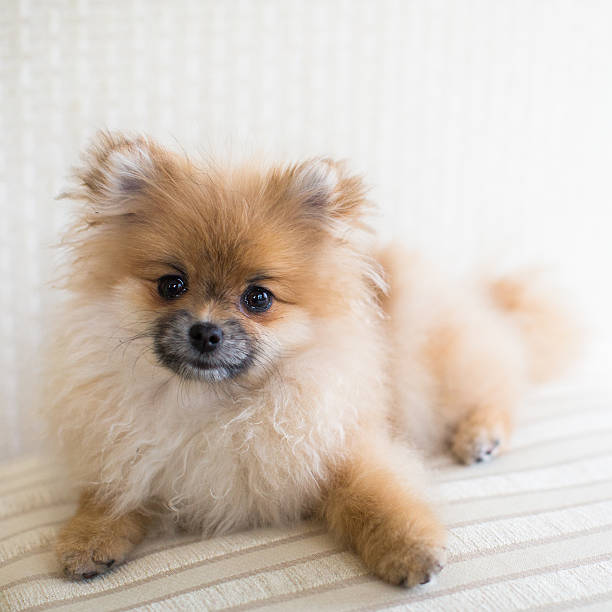 istock Pomeranian baby spitz at home 509867838