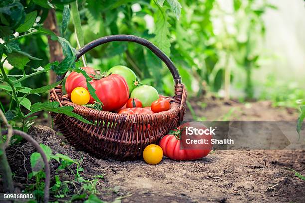 Juicy Tomatoes On Ground Stock Photo - Download Image Now - Agriculture, Basket, Close-up