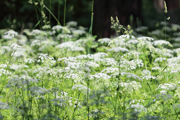 istock Many white wildflowers and fresh green grass 509868088