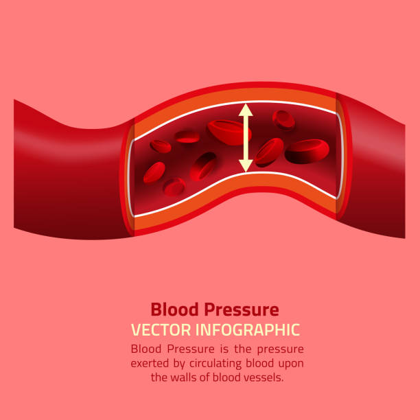ciśnienie krwi grafika informacyjna - human blood vessel human artery human cardiovascular system human vein stock illustrations