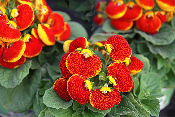 kwiat calceolaria (szerokość geogr. cypripedium calceolus - slipper flower zdjęcia i obrazy z banku zdjęć