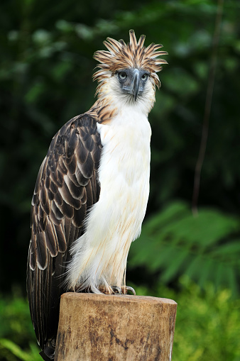 Philippine Eagle also known as Monkey-eating eagle is now an endangered species
